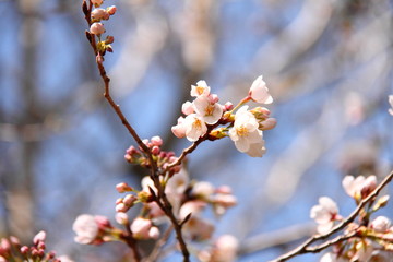 桜140