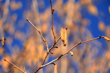 blossom of hazelnut tree against the blue sky