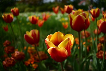Fototapeta premium Red tulips