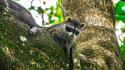Baby cub racoon with his mother on tree branch staring in cahuita national park costa rica
