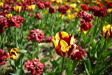 Fototapeta premium Colorful tulip