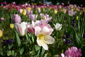 Obraz premium White tulips
