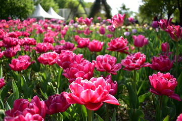 Pink tulips