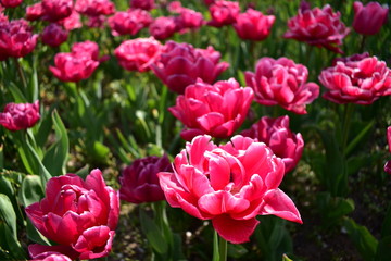 Pink tulips in a park