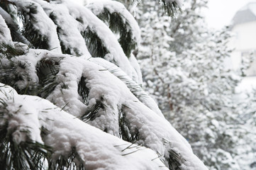 Winter landscape with a pine forest covered with snow during a snowfall with snow-covered tree...