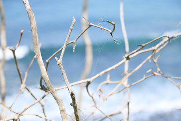 悲しげな海