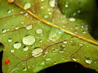 Rain drops on green oak leaf, macro natural photography