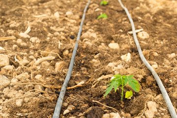 Plántulas de papaya recién trasplantadas en un invernadero en el mes de mayo