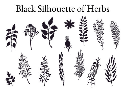 Vector black silhouette illustration set of herbs, plants and flowers. Hand drawn graphic sketches for you design