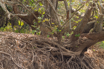 Jaguar from Pantanal, Brazil