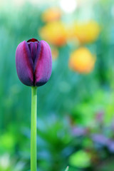 Fototapeta premium tulip in the garden