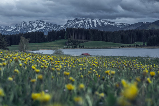 dandelion meadow at the attlesee