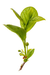 Fototapeta premium Branch of schisandra Chinese in the initial period of flowering, isolated on white background