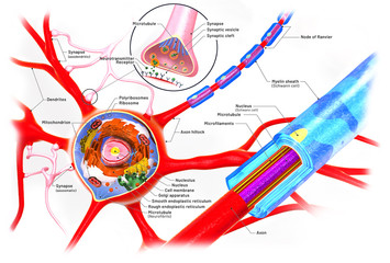 Cross section of a neuron and cell-building with descriptions - 3d illustration
