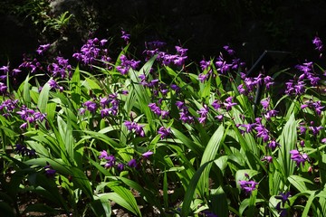 Hyacinth orchid colors the flower bed in early summer.