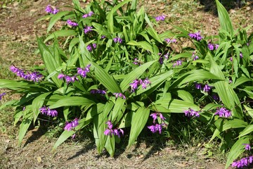 Hyacinth orchid colors the flower bed in early summer.