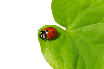 Fototapeta premium ladybug sitting on green leaf isolated on white background