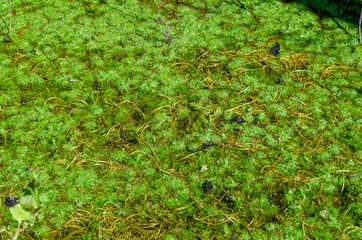 Fototapeta na wymiar the carpet in the water of the marsh plants