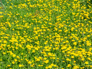 Löwenzahnwiese im Frühling