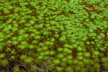 the carpet in the water of the marsh plants