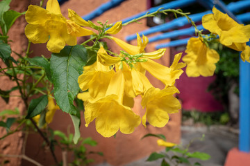 Gelbe Trompetenblüten Asien Koh Samui