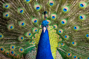 Obraz premium Male blue peacock