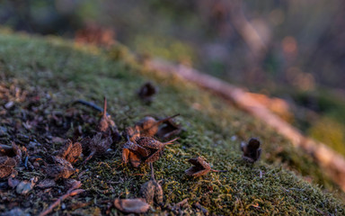 Bucheckern