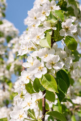 Fototapeta premium Pear tree in spring
