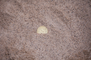 shell on sand
