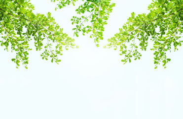 Obraz premium Earth Day concept: green leaves and branches on white background for abstract texture environment nature