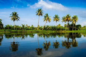 palm trees on beach