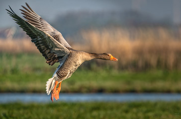 Wilde Gans im Flug