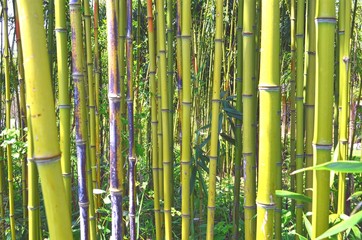 small green bamboo grove cover 