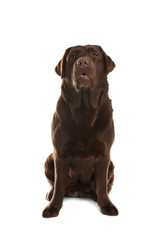 Chocolate labrador retriever sitting on white background