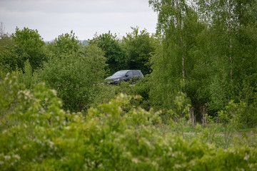 Car in trees