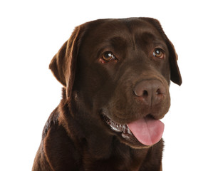 Chocolate labrador retriever on white background. Adorable pet