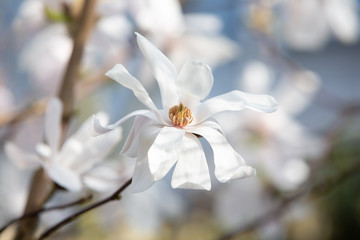 Close-up of the white and highly fragrant many-petaled flowers of the White Ballerina Magnolia - Magnolia x loebneri 'Ballerina'.