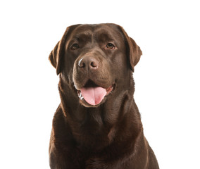 Chocolate labrador retriever on white background. Adorable pet
