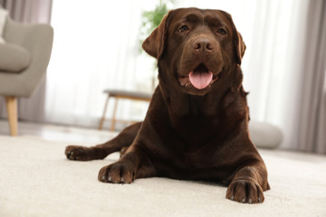 Chocolate labrador retriever lying on floor indoors