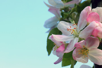 Obraz na płótnie Canvas pink flowers on a blue background