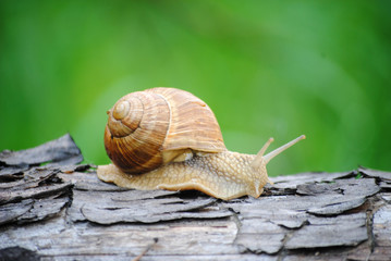 snail on leaf