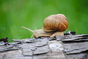 snail on leaf