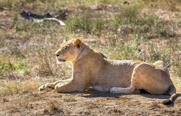 African lioness in Kenya