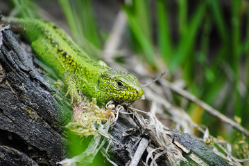 green lizard on the tree