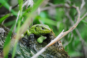 green lizard on the tree