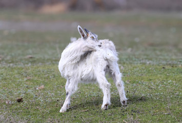 Fototapeta premium Funny goats