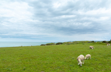 Sheep in a field