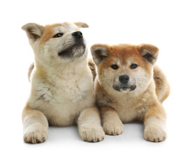 Cute akita inu puppies isolated on white