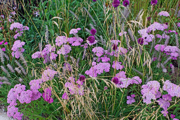 Obraz premium Detail of a flower border with wild planting of Achillea, Allium and Grasses