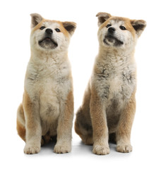 Cute akita inu puppies isolated on white